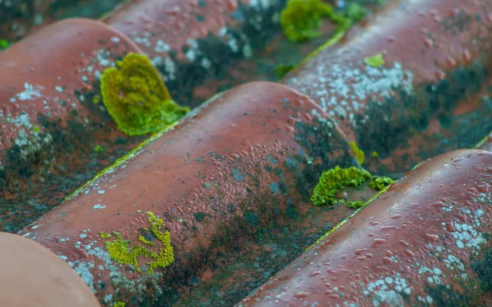 Algae and biological staining on a roof surface