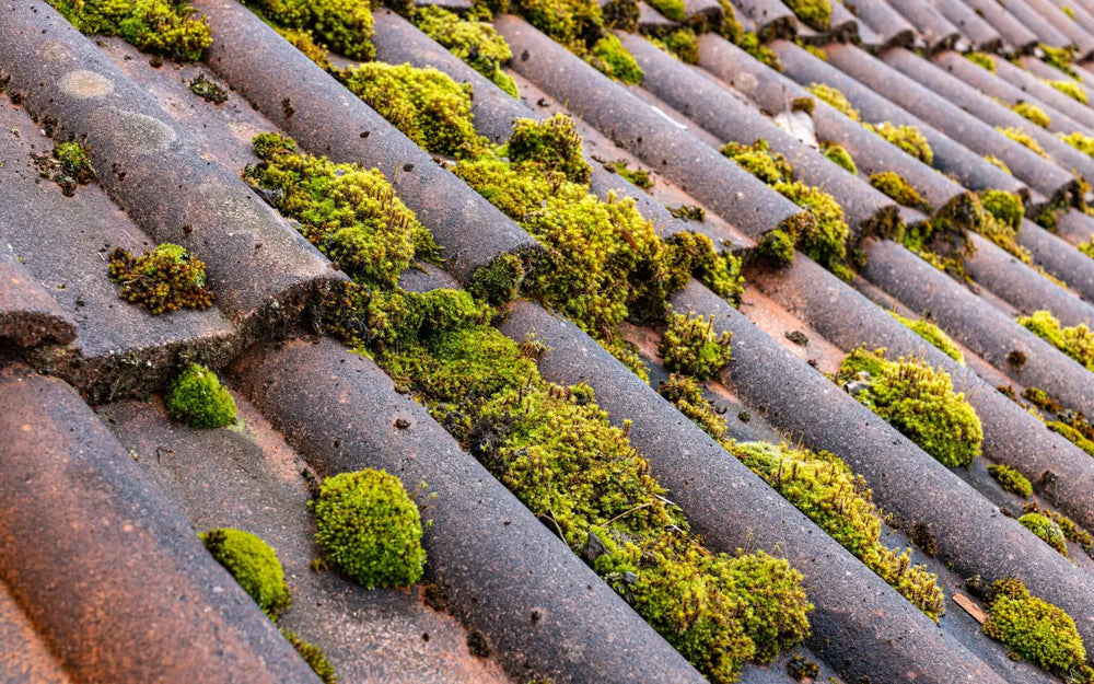 Heavy moss growth across roof tiles